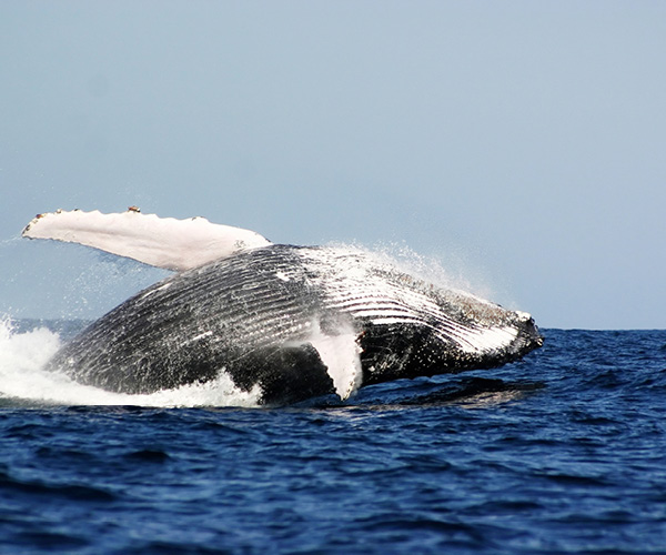 Whale and Dolphin Watching