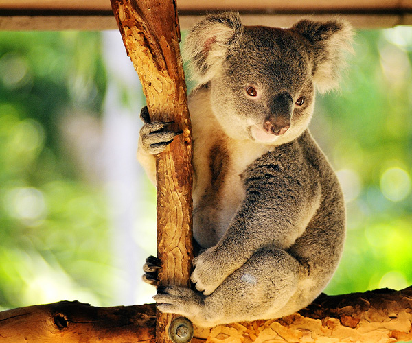 Lone Pine Koala Sanctuary