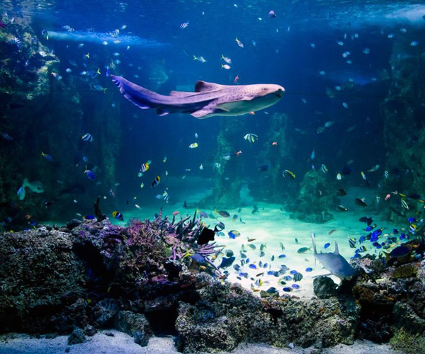 Sea Life Sydney Aquarium