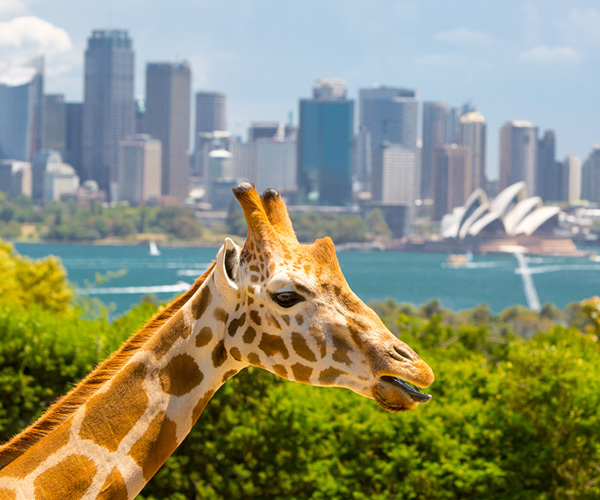Taronga Zoo
