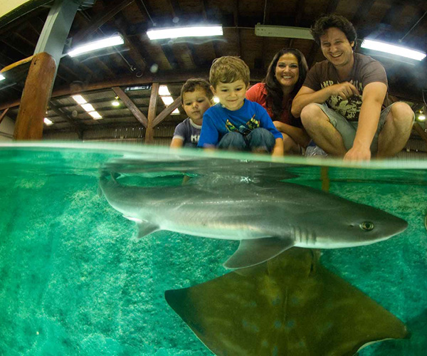Irukandji Shark Encounters