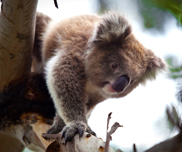 Maru Koala and Animal Park