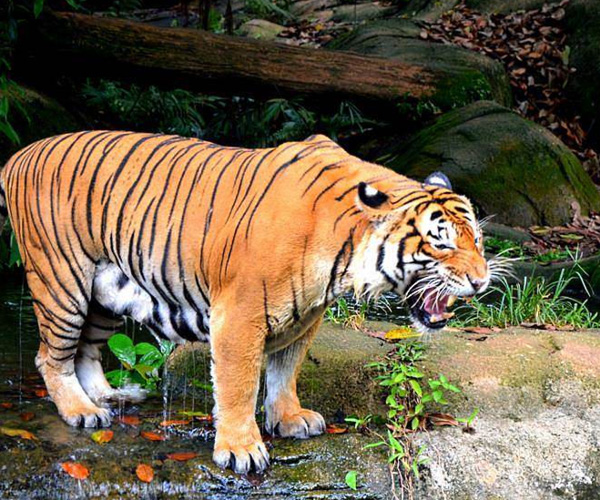 Melaka Zoo and Night Safari