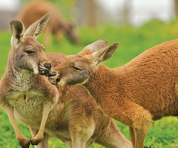 Phillip Island Wildlife Park