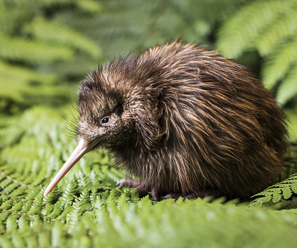 Rainbow Springs Nature Park