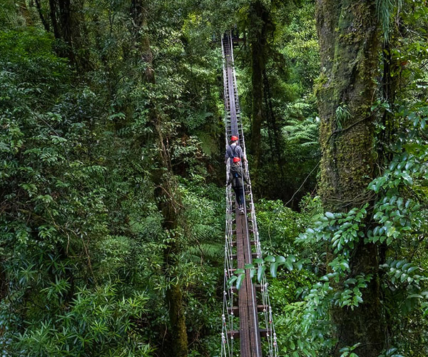 Rotorua Canopy Tours