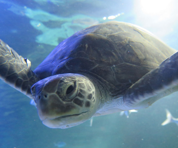 SEA LIFE Kelly Tarlton’s Aquarium