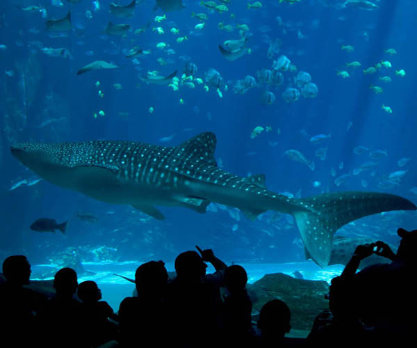 Audubon Aquarium of the Americas