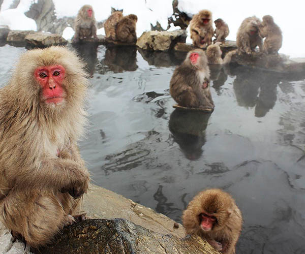 Jigokudani Yaen Koen