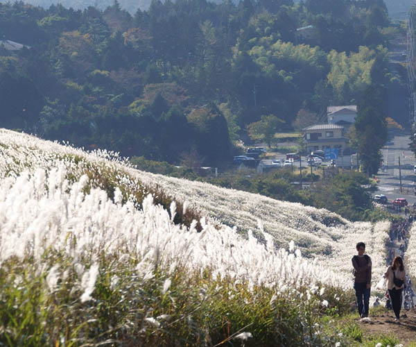 Sengokuhara Susuki Kusahara