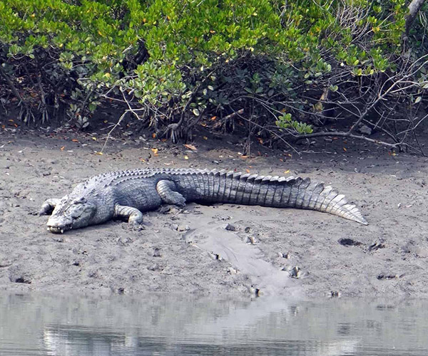 Whitsunday Crocodile Safari